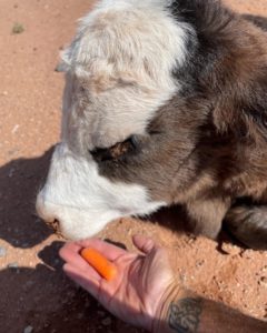 Trying to Feed a Carrot to Pippy